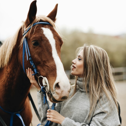 PHT Professional Horse Transport Australia Wide